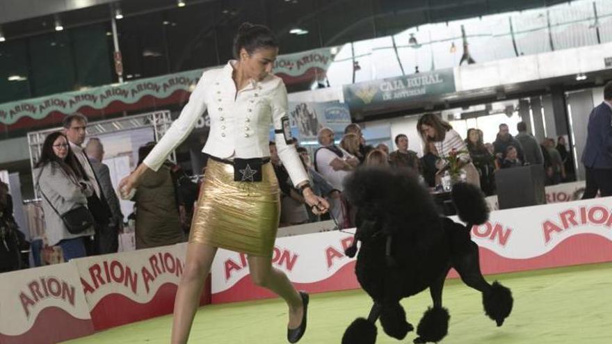 Uno de los concursos celebrados ayer en el pabellón de La Magdalena con motivo de Principets. | M. Fuentes