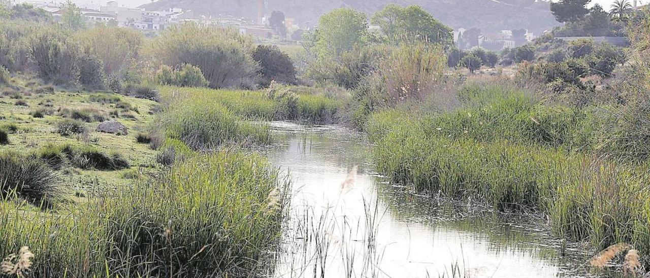 Tres humedales artificiales filtrarán aguas depuradas para mejorar la calidad del Magro