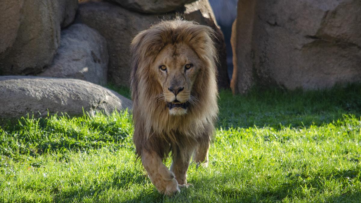 Bioparc Valencia ofrece un “ocio con causa” seguro y responsable.