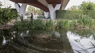 El Parque del Mar de Alicante se "estanca": vecinos denuncian su abandono