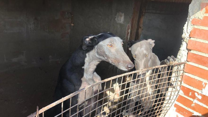 Rescatan a dos perros robados y que estaban encerrados en una finca de Villafranqueza