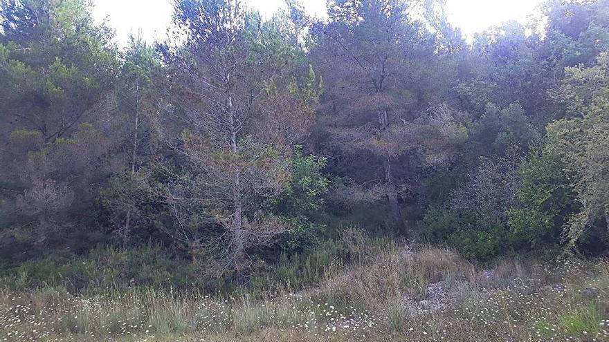 La excesiva masa forestal presente en la Murta.