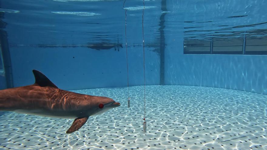 Un estudio de Loro Parque descubre que los delfines distinguen objetos que se diferencian en el grosor de un pelo