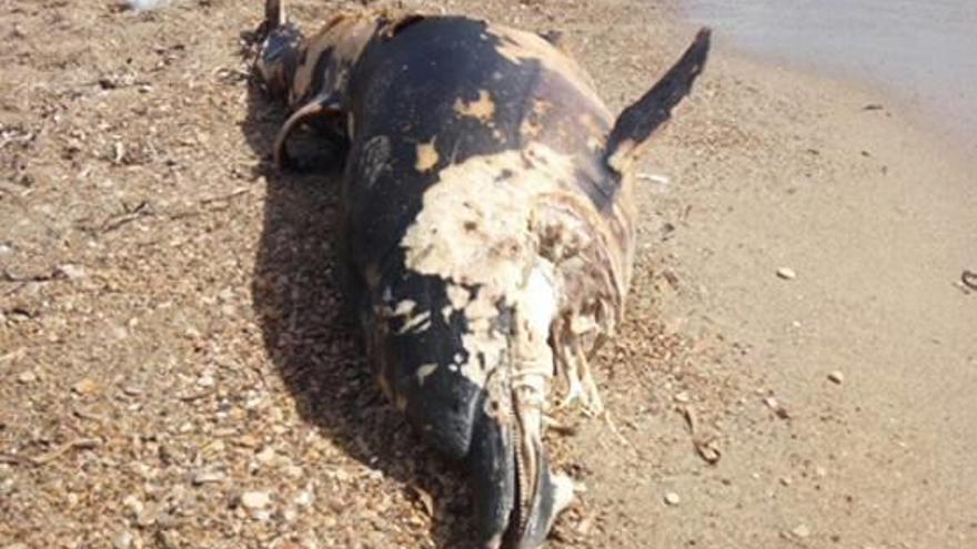 Delfín muerto en Torre la Sal