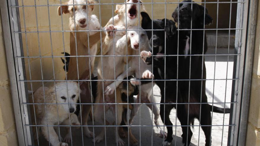 Varios canes en la Protectora de Animales de  La Virreina