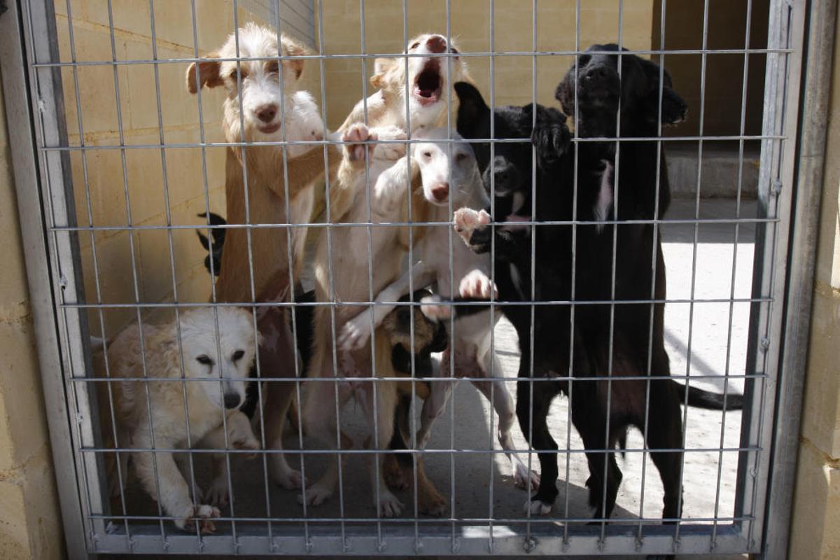Varios canes en la Protectora de Animales de La Virreina