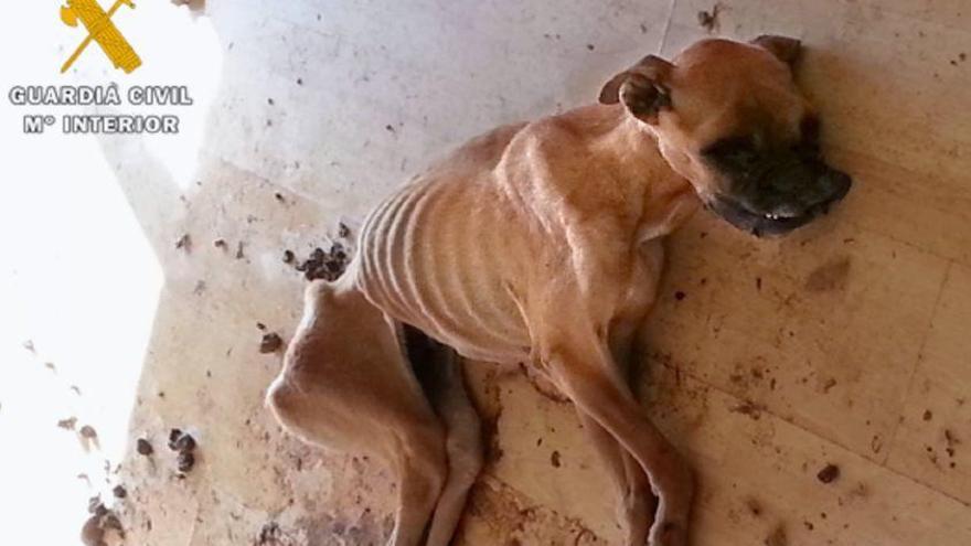 Dos detenidos en Cigales por dejar morir por deshidratación a un perro