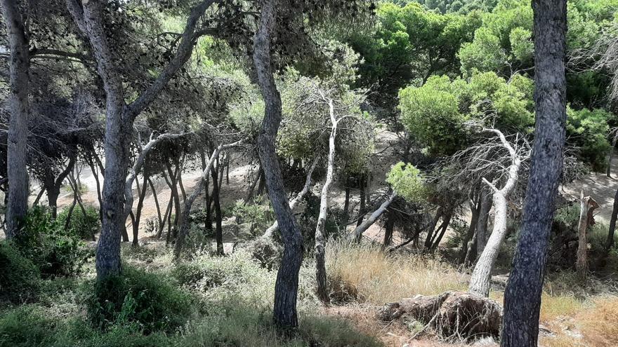 El PSOE denuncia que Barcala cierra la Serra Grossa y el Monte Orgegia porque los tiene abandonados y no por la ola de calor - Vimarsana News