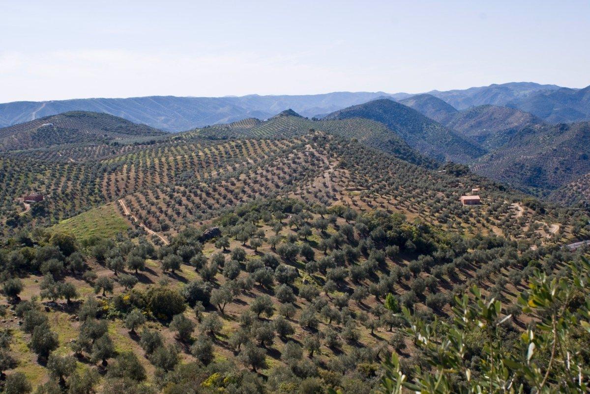 Campos de olivar en Andalucía
