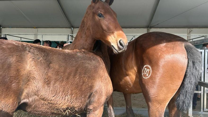 Así es la Feria del Ganado que tomó el relevo a la de Sevilla y mueve un pujante negocio en Los Palacios