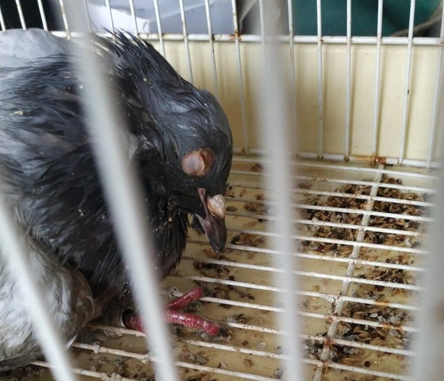 Una de las palomas mensajeras portuguesas rescatadas en Galicia.