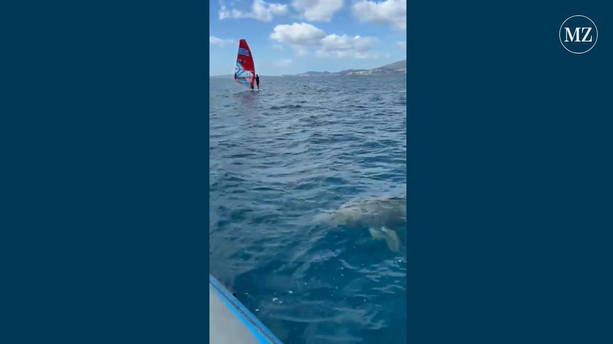 Großer Hai überrascht Windsurfer in der Bucht von Palma auf Mallorca