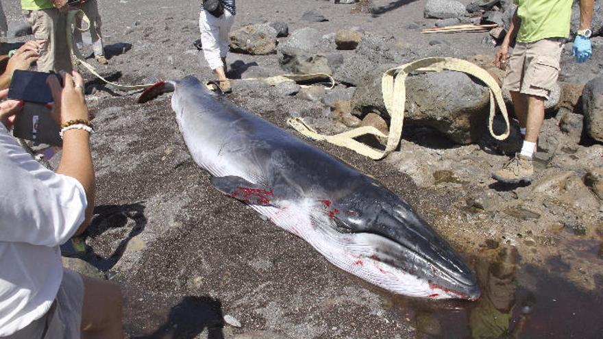 Zifio varado en la costa de Fuerteventura.