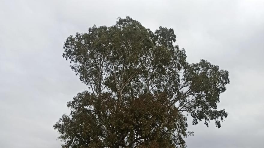 6. ¿A qué altura desde el suelo se alcanza un diámetro de 20 cm en