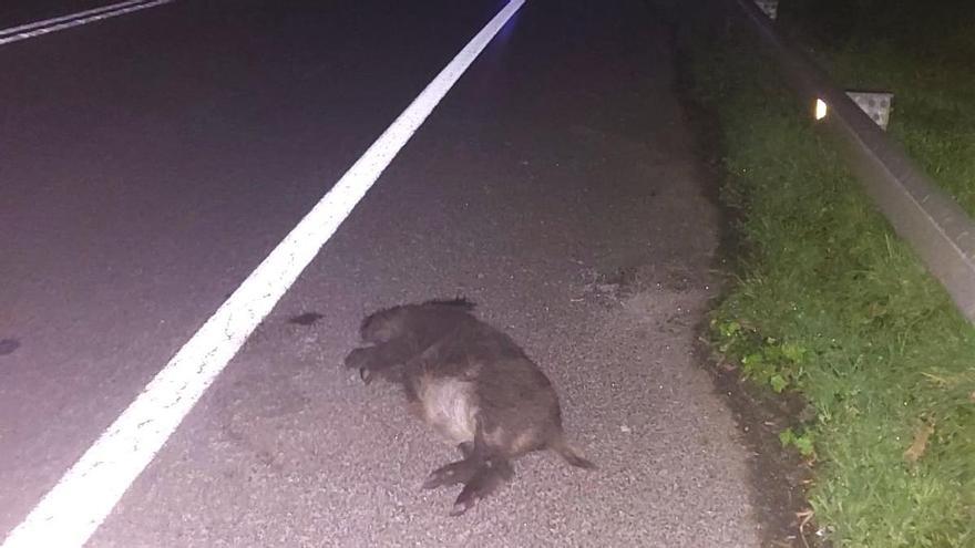 Uno de los jabalíes muertos, tendido sobre la carretera.