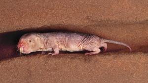 ¿Com és el farumfer que ha nascut a València i és gairebé immune al càncer?