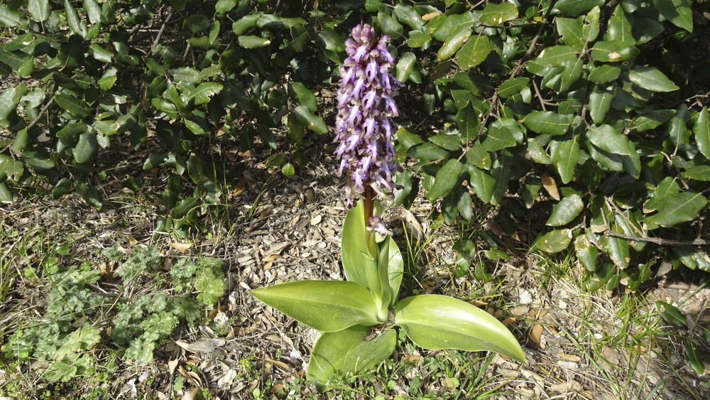 Primavera. Les orquídies silvestres ja comencen a florir. Aquesta orquídia vista entre arbustos és força gran, amb els pètals de color lila, i ja està preparada per al bon temps.