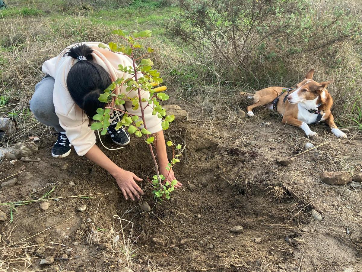 Voluntarios de la plataforma Bosque Urbano Málaga plantan 60 árbolesen los antiguos terrenos de Repsol