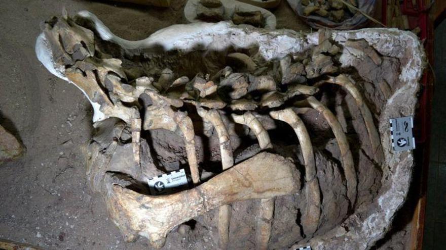 Argentina: hallan una nueva especie de dinosaurio que habitó hace 86 millones de años