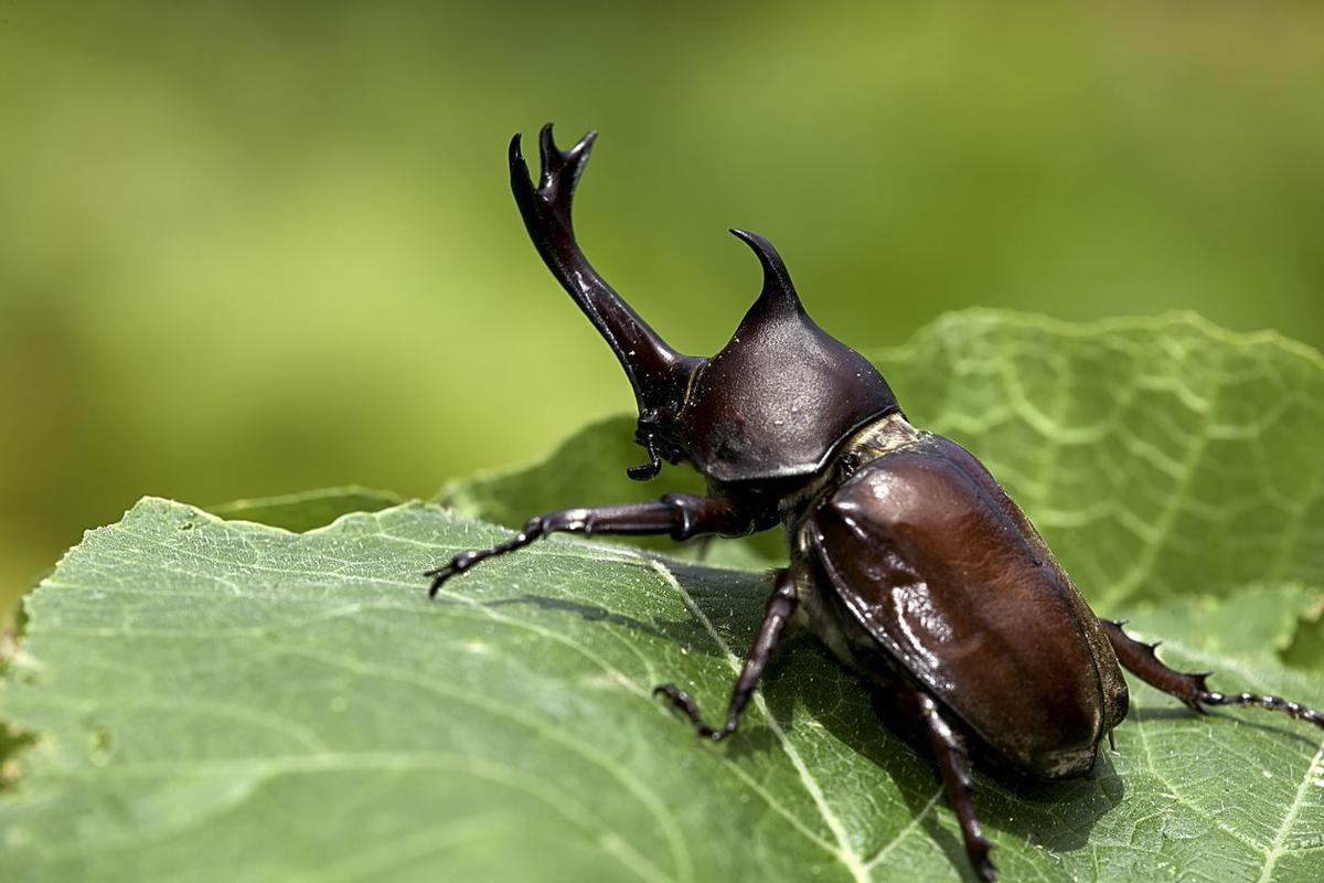 Escarabajo rinoceronte