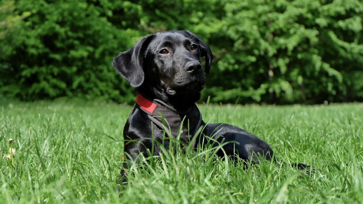 son los labradores buenos para las familias