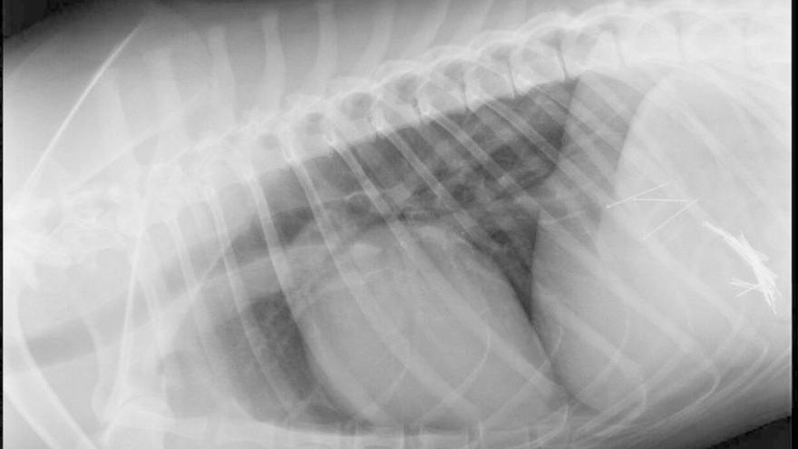Radiografía del perro herido, en la que se aprecian los alfileres en el estómago. lindo pulgoso