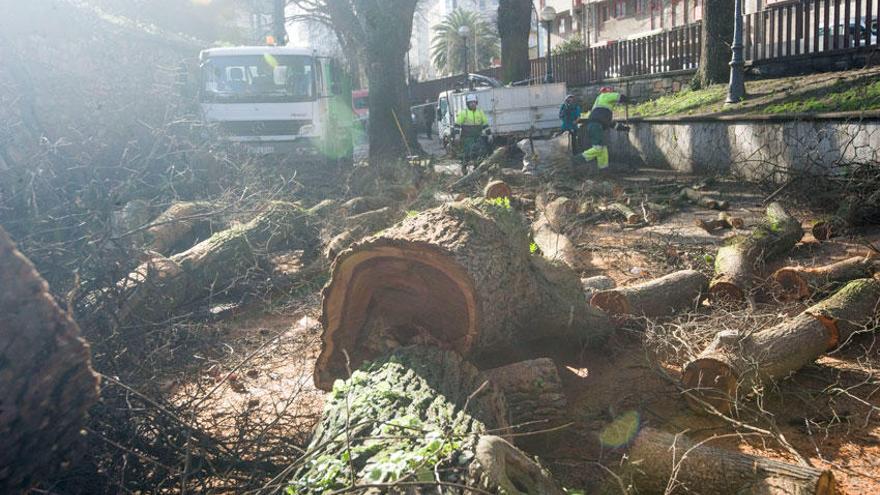 Las rachas de viento del último temporal provocaron la caída de un olmo centenario en el cementerio de San Amaro.