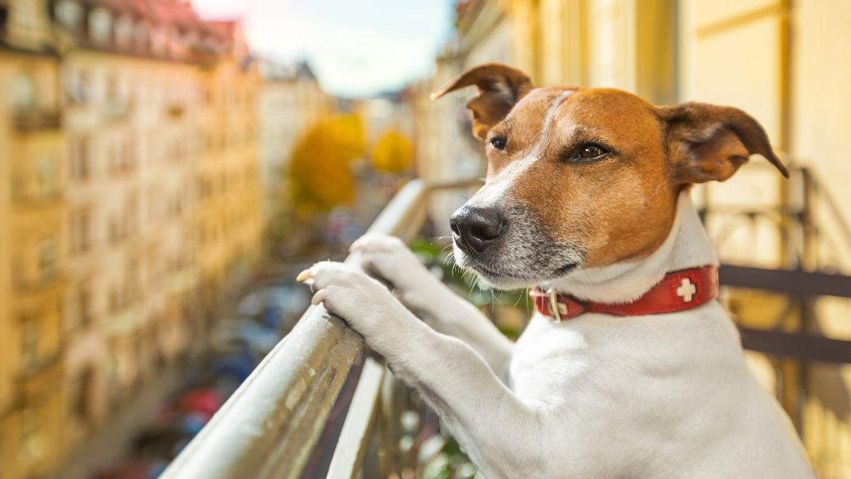 La llegada adelantada del calor activa el aviso: cuidado con dejar a perros y gatos en balcones y terrazas
