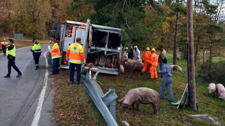 El camió accidentat a la BP-4654, a Sant Agustí de Lluçanès, i porcs que han sortit de la caixa del vehicle al voltant