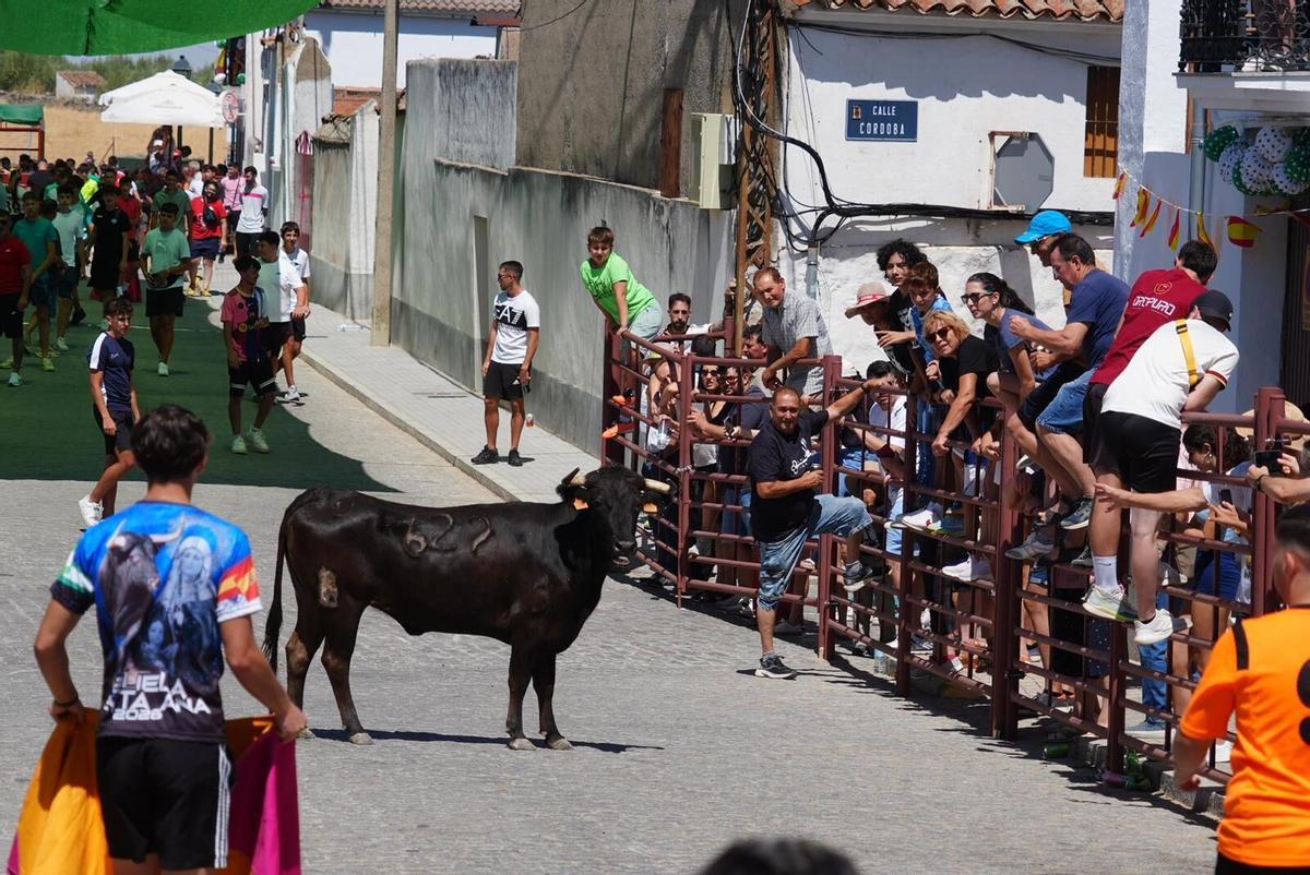 Las vaquillas vuelven tomar la calle en la feria de Añora Las vaquillas vuelven tomar la calle en la feria de Añora