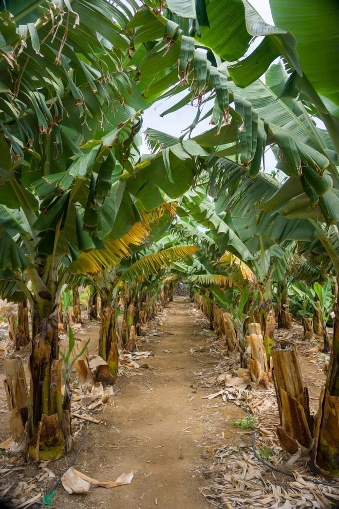 Plantación de plataneros en este pueblo Disney de Tenerife.