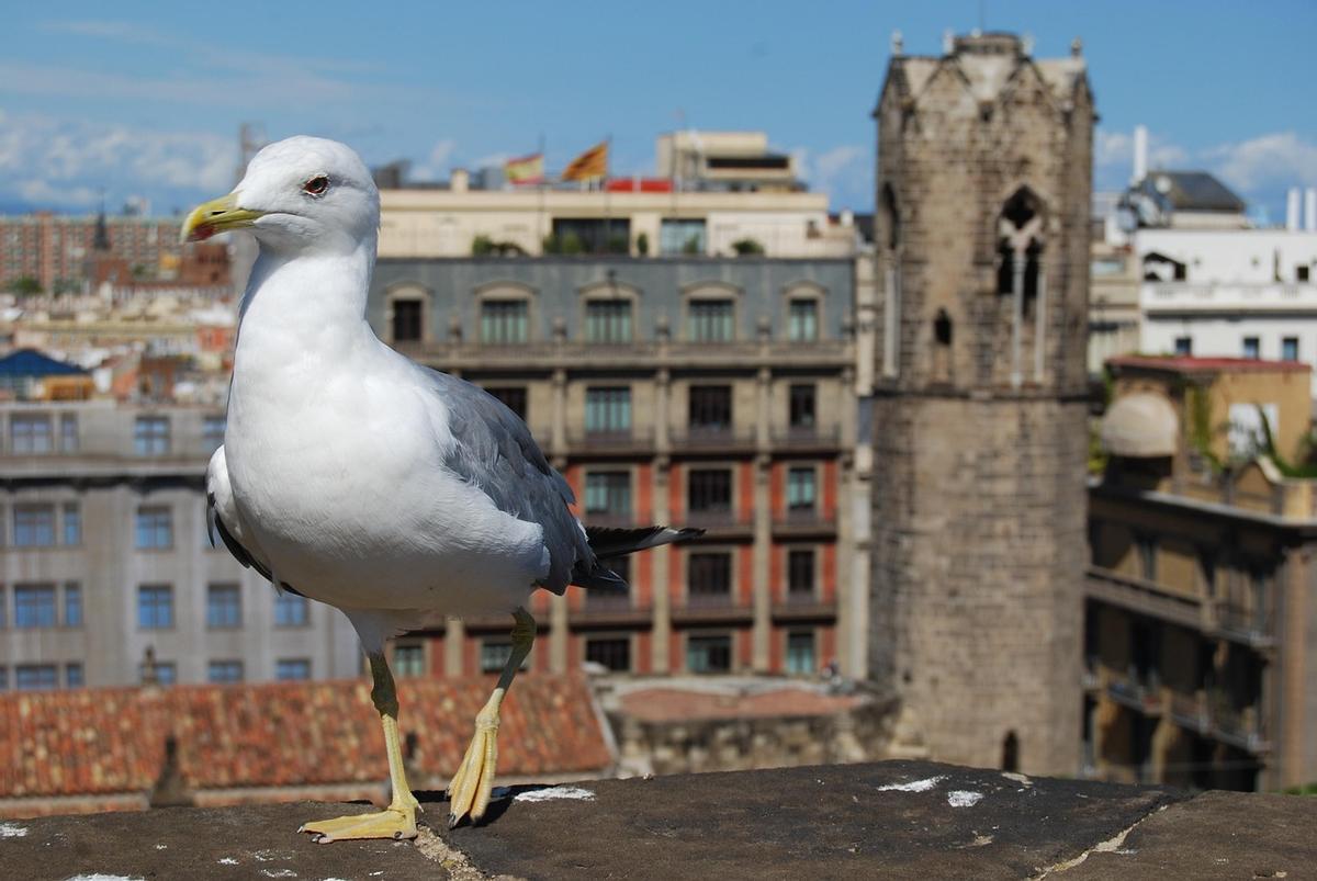 Las gaviotas, animales frecuentes en las ciudades