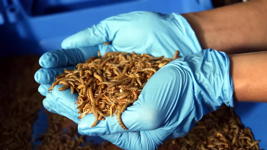 Video: Creen una granja a Sant Salvador de Guardiola per promoure els insectes com a aliment del futur