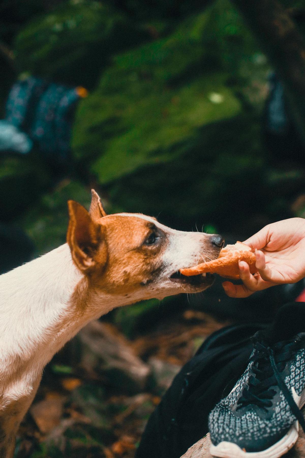 Resignificar el paseo y la comida puede ayudar a reforzar el vínculo y estimular cognitivamente al perro.