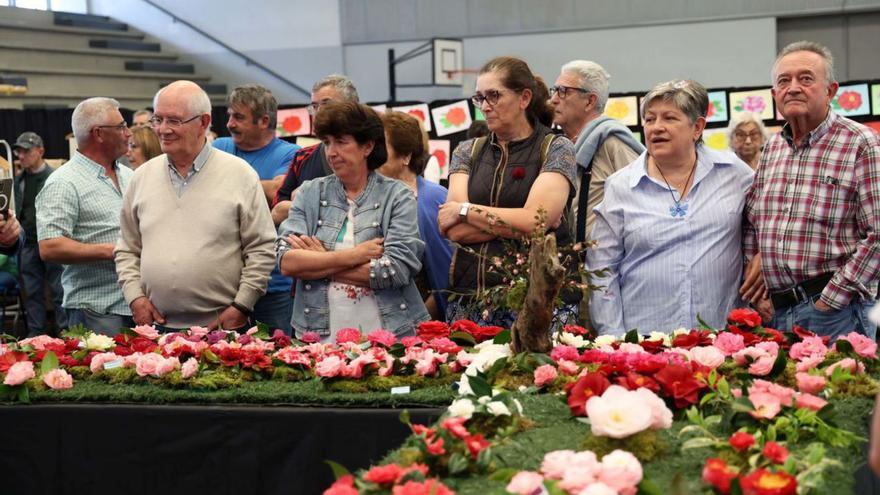 El esplendor de la camelia llena de colorido el Multiusos de Vilanova