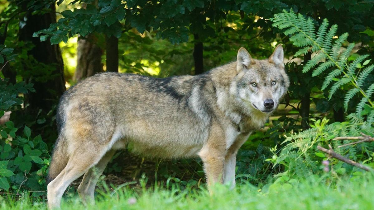 Ejemplar de lobo ibérico