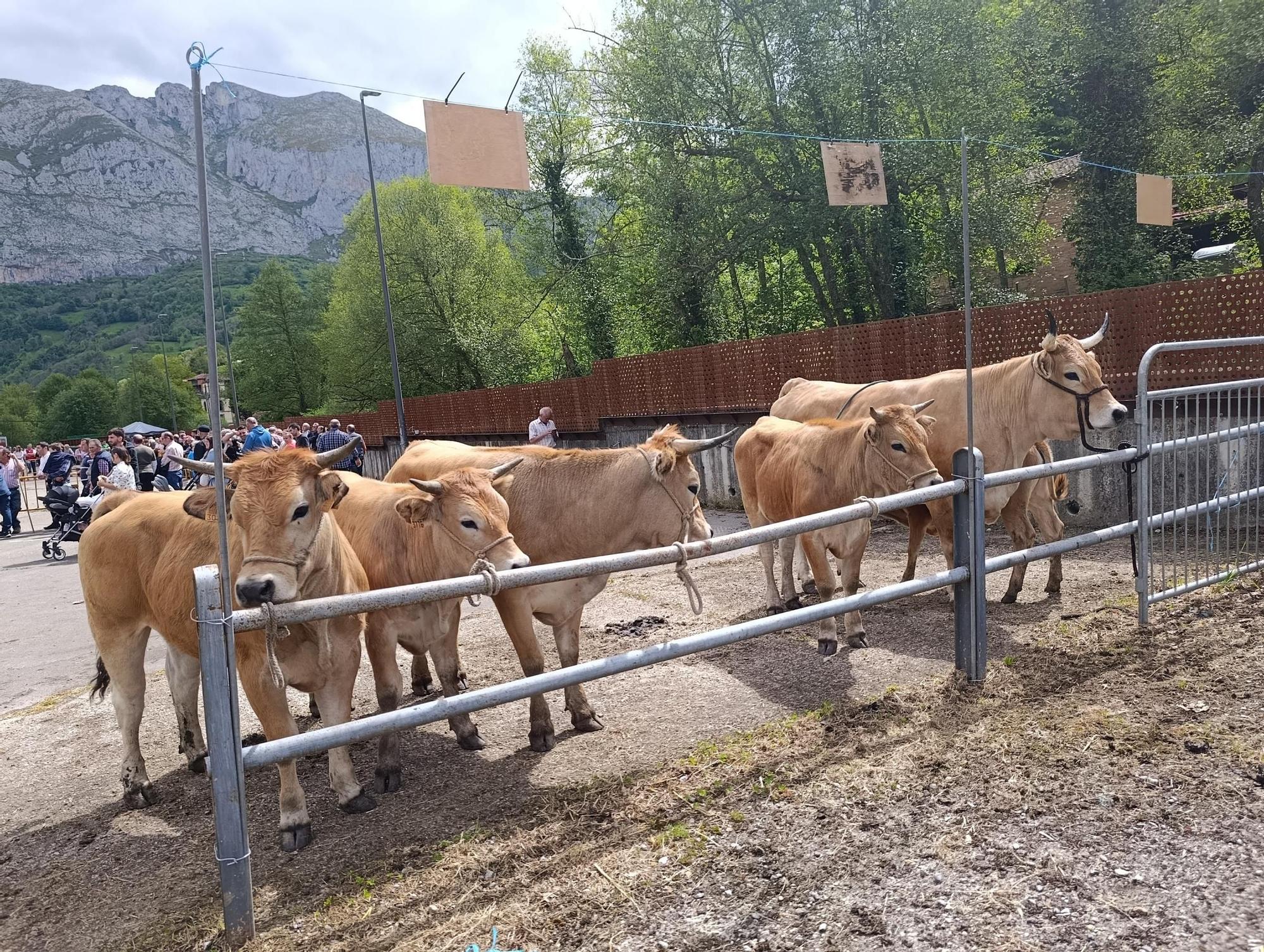 El XXXI Certamen-Exposición de Asturiana de los Valles de Teverga, en imágenes
