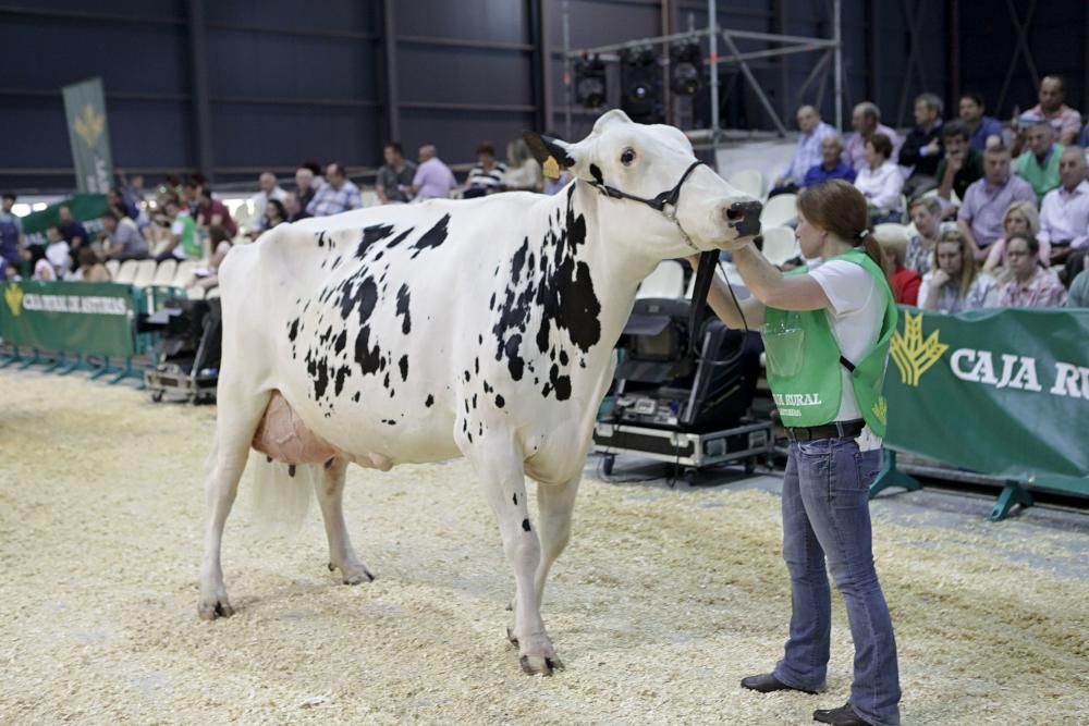 Las mejores vacas de Asturias se citan en la Feria de San Antonio de Gijón.