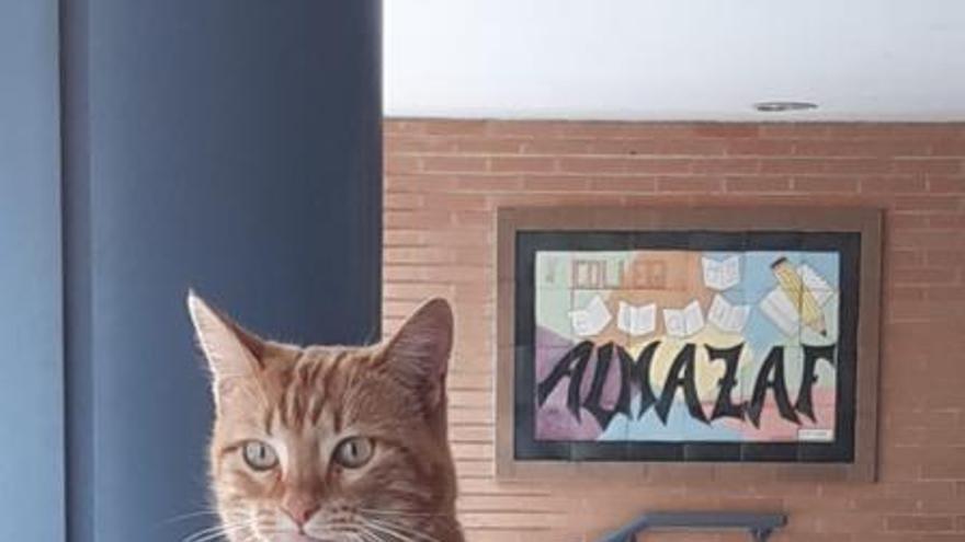 El gato &#039;influencer&#039; desataun controvertido debate ciudadano en Almussafes