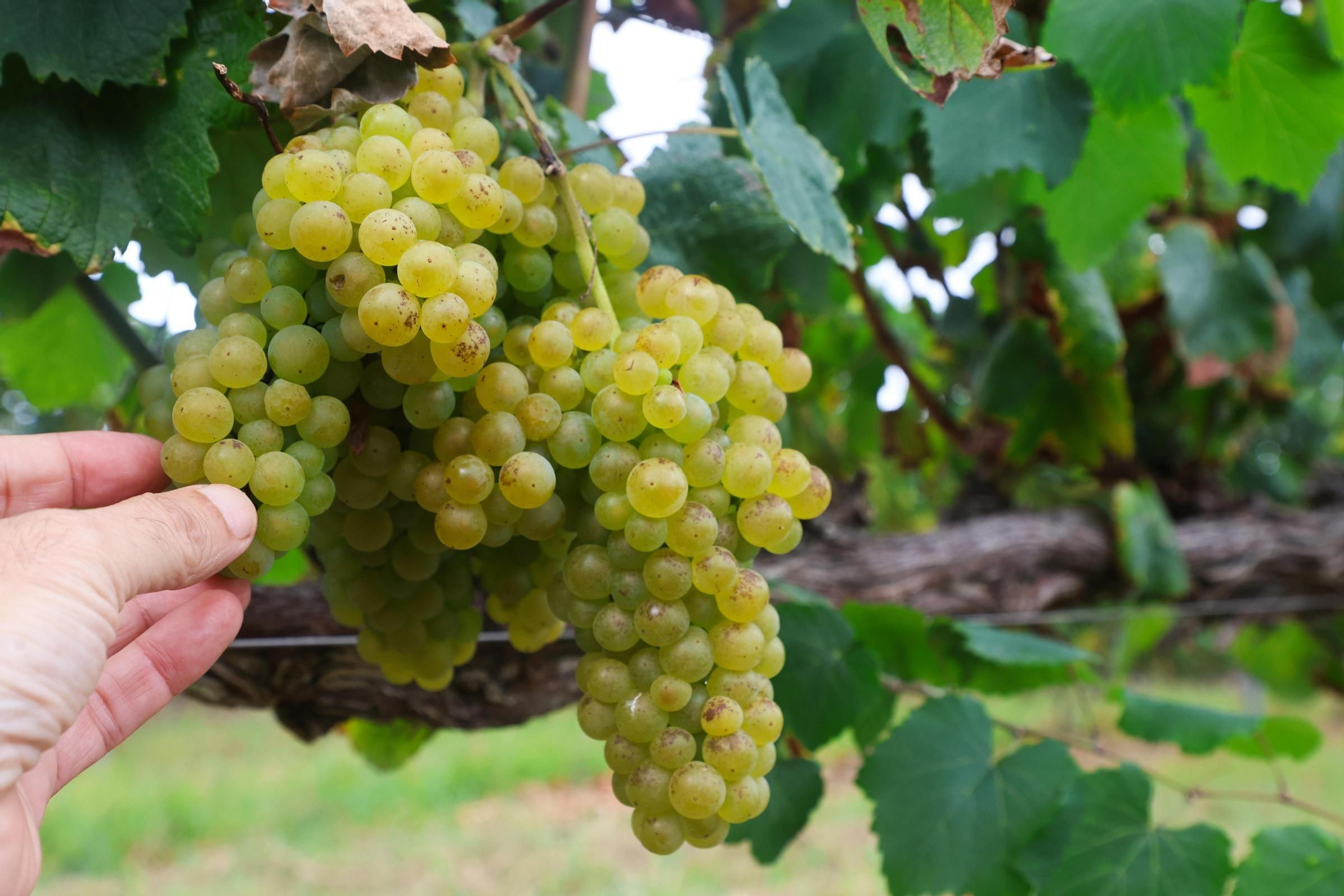 Recolección de uva para el primer espumoso de la bodega arousana Granbazán (O Salnés) en una parcela de Vedra (Ribeira do Ulla).