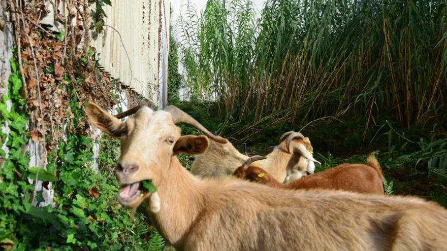 Las cabras desbrozan el centro urbano de Cangas