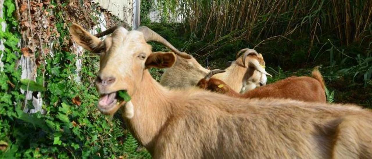 Una cabra se alimenta de maleza durante el desbroce de una finca urbana ayer en Cangas.   |