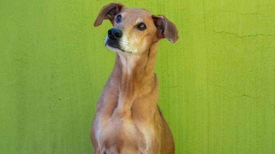 Lepe participará en el 26º Desfile de perros de A.U.P.A. y podrá ser adoptado.