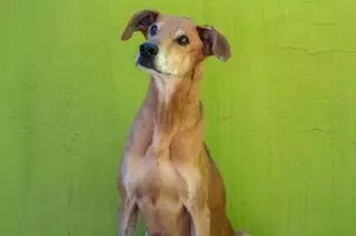 El 26º Desfile de perros de A.U.P.A. y Fundación BIOPARC “especial adopción DANA” será el domingo 25 de mayo