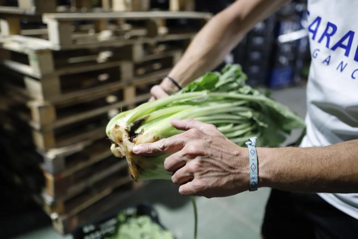 El calor dificulta la producción de borraja en el valle del Ebro.
