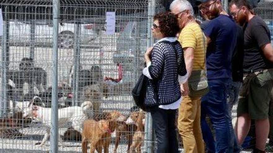 Assistents a la Fira del Caçador contemplen les gàbies on hi havia alguns dels gossos