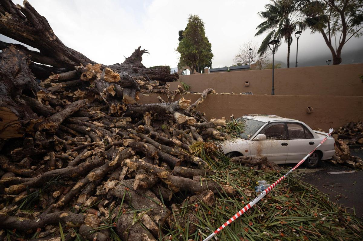 Drago de San Francisco, en Los Realejos, caído por el temporal