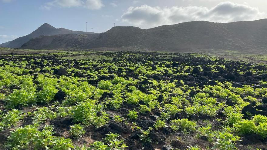 Gran Canaria se tiñe de verde: un antes y después de las lluvias