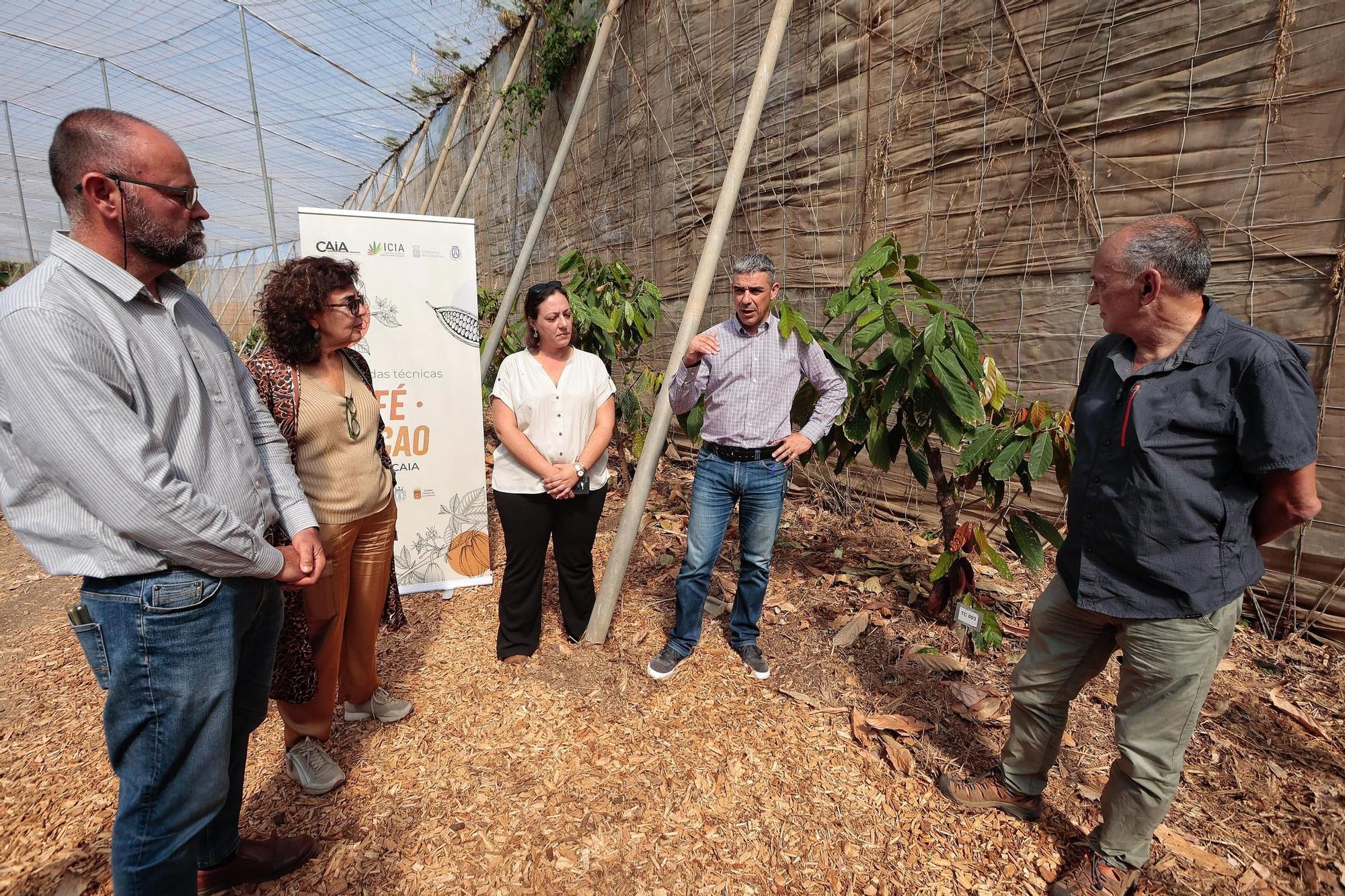 Parcelas destinadas al cultivo de café y cacao de la Finca Los Pajalillos