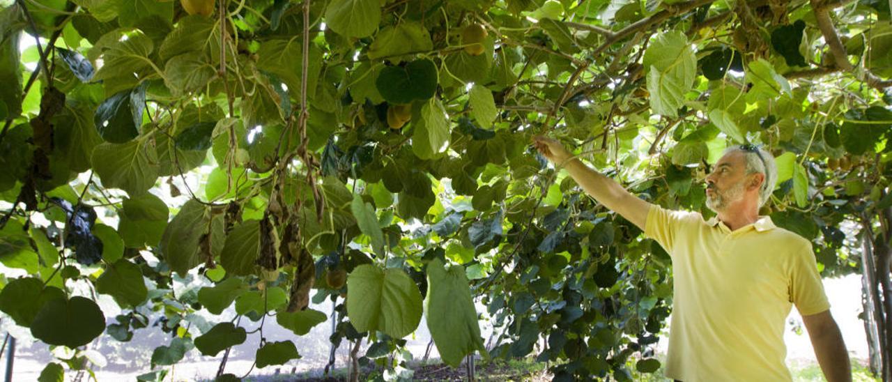 Uno de los productores en un vivero.